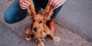 Small puppy with large and long ears