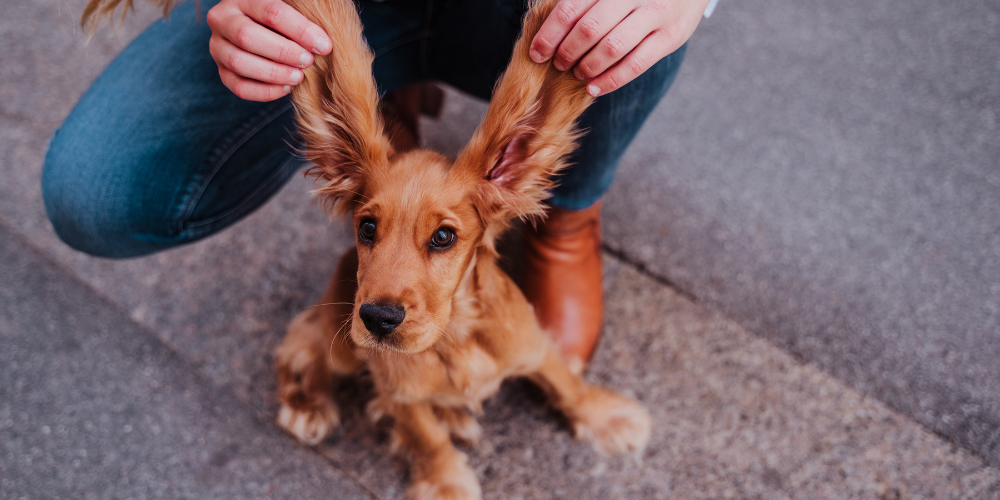 Small puppy with large and long ears
