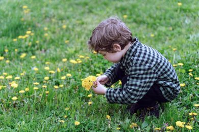 curly boy collects and sniffs dandelion flowers